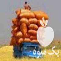 فروش کاه خورد گندم قیمت عالی خوراک دام در ساری در گروه خوراک دام و طیور - پرواری شیری علوفه یونجه در یکمیوه