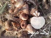 فروش پیاز زعفران گلخانه ای در ایلام در گروه خرید فروش عمده زعفران - قائنات قیمت خراسان بهرامن گرم در یکمیوه -عکس1