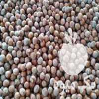 فروش فندق گیلان در تهران در گروه فندق - فروش عمده محصولات کشاورزی در یکمیوه