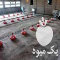 خرید و فروش وسایل مرغداری 0 تا1 0 0 تخم وگوشتی در همدان در گروه تجهیزات دام و طیور - خرید فروش نو دسته دوم در یکمیوه