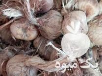 خرید و پیاز زعفران در خراسان رضوی در گروه خرید فروش عمده زعفران - قائنات قیمت خراسان بهرامن گرم در یکمیوه -عکس1