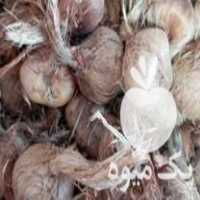 خرید و پیاز زعفران در خراسان رضوی در گروه خرید فروش عمده زعفران - قائنات قیمت خراسان بهرامن گرم در یکمیوه
