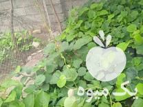 فروش نهال کیوی در آمل در گروه خرید فروش نهال - انواع گردو پسته بادام سلطانی انگور در یکمیوه -عکس1