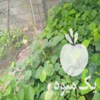 فروش نهال کیوی در آمل در گروه خرید فروش نهال - انواع گردو پسته بادام سلطانی انگور در یکمیوه