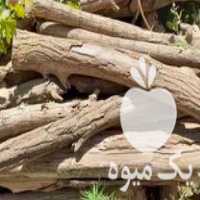 فروش چوب اقاقیا وسوری توت در نیشابور در گروه خرید فروش عمده چوب- زغال چوب گردو تبریزی خام در یکمیوه