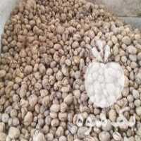 فروش هویج شلغم چغندر سیب زمینی کلم دامی جوذرت کاه یونجه نون خشک در اصفهان در گروه خرید فروش عمده سیب زمینی - زودرس دیررس آگریا اسپریت اردبیل همدان در یکمیوه