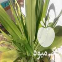 فروش گل ذرتی بزرگ و چند گل دیگه در جهرم در گروه خرید فروش عمده گیاهان زینتی - گرمسیری آپارتمانی باغچه آب در یکمیوه