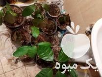 فروش نهال انبه چهار ماه هستن در سبزوار در گروه خرید فروش نهال - انواع گردو پسته بادام سلطانی انگور در یکمیوه -عکس1