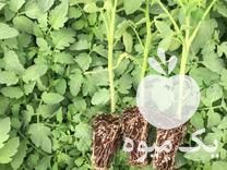 فروش انواع نشا در بوشهر در گروه خرید فروش نشا - انواع گوجه برنج کاهو پیاز کاری فرنگی در یکمیوه -عکس1