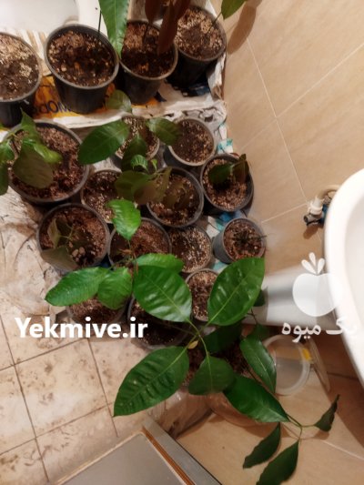 نهال انبه در سبزوار در گروه خرید فروش عمده انبه - قرمز سبز گیلان هسته پاکستان در یکمیوه -عکس1