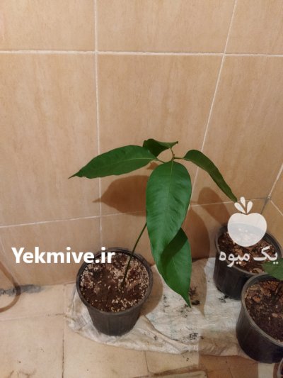 نهال انبه در سبزوار در گروه خرید فروش عمده انبه - قرمز سبز گیلان هسته پاکستان در یکمیوه