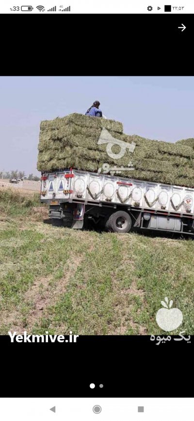 مرکز فروش کاه نیشکر جایگزین کاه گندم در اسلامشهر در گروه نهاده ها دام و طیور در یکمیوه
