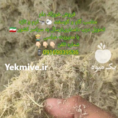 فروش عمده  کاه نیشکر در ازگله در گروه خوراک دام و طیور - پرواری شیری علوفه یونجه در یکمیوه