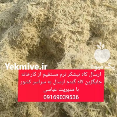 مرکز فروش کاه نیشکر مستقیم از کارخانه در سی سخت در گروه خوراک دام و طیور - پرواری شیری علوفه یونجه در یکمیوه -عکس1