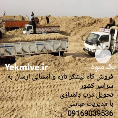 مرکز فروش کاه نیشکر مستقیم از کارخانه در سی سخت در گروه خوراک دام و طیور - پرواری شیری علوفه یونجه در یکمیوه