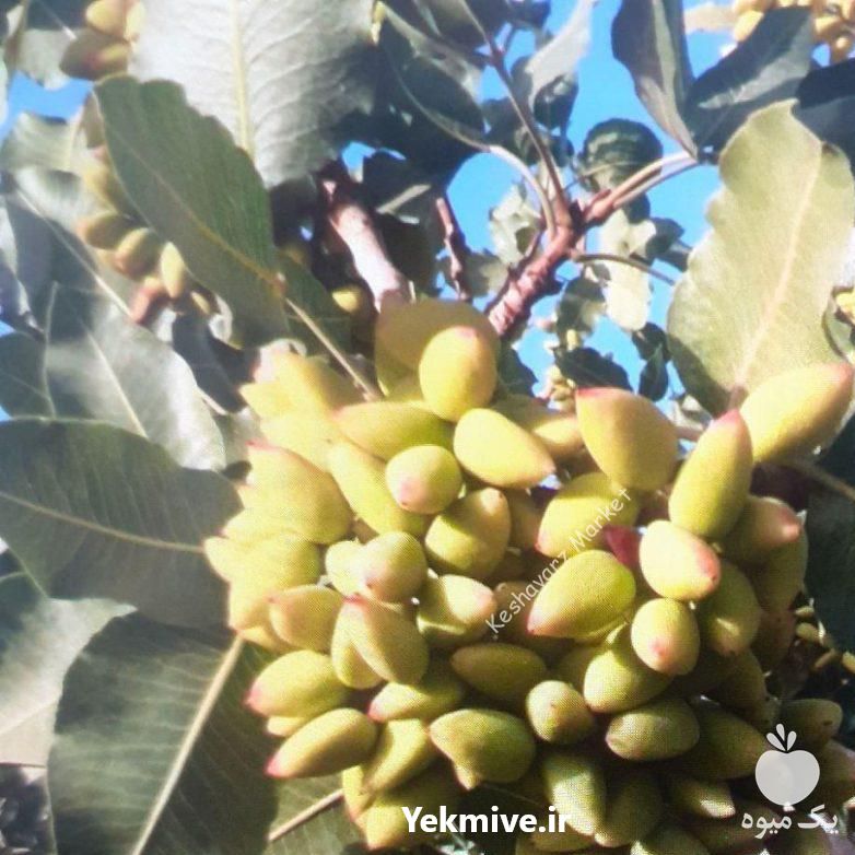 فروش پسته عمده 150 تن مناسب صادرات در تهران در گروه خرید فروش ابزار ها و تجهیزات کشاورزی - دستی برقی ماشینی بیل کلنگ در یکمیوه -عکس1