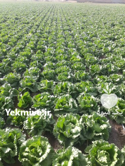 گل کلم کلم برگ سفید قرمز کاهو ایسبرگ رومانو برای صادرات روسیه وخلیجی در چهارباغ در گروه خرید فروش عمده گل کلم - سفید بنفش شور ترشی در یکمیوه -عکس2