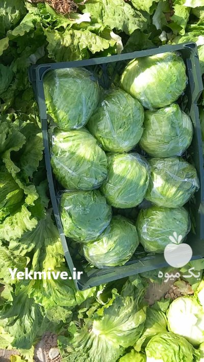 گل کلم کلم برگ سفید قرمز کاهو ایسبرگ رومانو برای صادرات روسیه وخلیجی در چهارباغ در گروه خرید فروش عمده گل کلم - سفید بنفش شور ترشی در یکمیوه