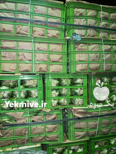 گل کلم کلم برگ سفید قرمز کاهو ایسبرگ رومانو برای صادرات روسیه وخلیجی در چهارباغ در گروه خرید فروش عمده گل کلم - سفید بنفش شور ترشی در یکمیوه -عکس4