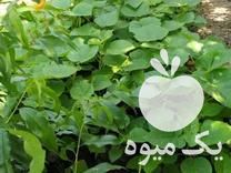 فروش نهال پالونیا در قائم شهر در گروه خرید فروش نهال - انواع گردو پسته بادام سلطانی انگور در یکمیوه -عکس1