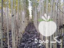 پیش فروش نهال صنوبر سفید ترکیه در تهران در گروه خرید فروش نهال - انواع گردو پسته بادام سلطانی انگور در یکمیوه -عکس1