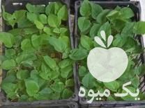 فروش نهال پالونیا فورتونی در گرگان در گروه خرید فروش نهال - انواع گردو پسته بادام سلطانی انگور در یکمیوه -عکس1