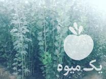 فروش انواع نهال مثمر وغیر مثمر یک ساله ودوساله در میاندوآب در گروه خرید فروش نهال - انواع گردو پسته بادام سلطانی انگور در یکمیوه -عکس1