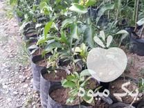 فروش نهال نارنج در تهران در گروه خرید فروش نهال - انواع گردو پسته بادام سلطانی انگور در یکمیوه -عکس1