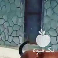 فروش کره اسب نوه سلطان گنبد در اصفهان در گروه اسب و الاغ خر و فروش قاطر- ترکمن عربی سفید نر و ماده در یکمیوه