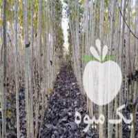 پیش فروش نهال صنوبر سفید ترکیه در تهران در گروه خرید فروش نهال - انواع گردو پسته بادام سلطانی انگور در یکمیوه