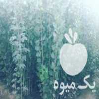 فروش انواع نهال مثمر وغیر مثمر یک ساله ودوساله در میاندوآب در گروه خرید فروش نهال - انواع گردو پسته بادام سلطانی انگور در یکمیوه