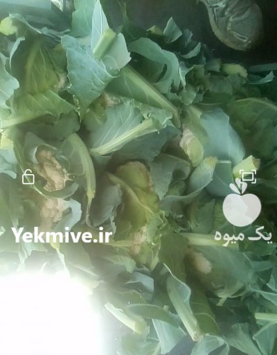 گل کلم برای روسیه و خلیجی در چهارباغ در گروه خرید فروش عمده گل کلم - سفید بنفش شور ترشی در یکمیوه