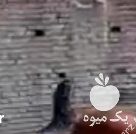 فروش اسب در اصفهان در گروه اسب و الاغ خر و فروش قاطر- ترکمن عربی سفید نر و ماده در یکمیوه -عکس1