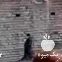 فروش اسب در اصفهان در گروه اسب و الاغ خر و فروش قاطر- ترکمن عربی سفید نر و ماده در یکمیوه