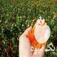 فروش گیاه گلرنگ یا طرح زعفران در مشهد در گروه خرید فروش عمده زعفران - قائنات قیمت خراسان بهرامن گرم در یکمیوه