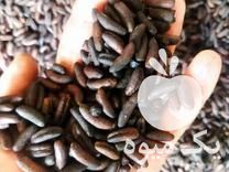 فروش 10 تن هسته خرما در سوران در گروه خرید فروش عمده خرما - کبکاب تازه زاهدی خشک خارک در یکمیوه -عکس1