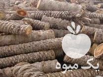 فروش ضایعات درخت خرما در قلعه گنج در گروه خرید فروش عمده خرما - کبکاب تازه زاهدی خشک خارک در یکمیوه -عکس1