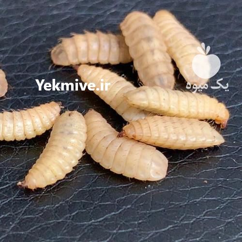 فروش واحد پرورش شترمرغ 200 راسی در تهران در گروه واحد تولیدی - کشاورزی فرآوری بسته بندی کارتن تعاونی در یکمیوه -عکس1