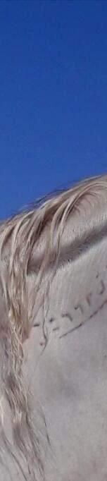 فروش اسب سیلمی شهبدخان عرب خالص ایرانی در اصفهان در گروه اسب و الاغ خر و فروش قاطر- ترکمن عربی سفید نر و ماده در یکمیوه -عکس1