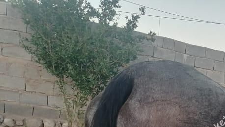 فروش اسب مادیون با برگه کشش در تهران در گروه اسب و الاغ خر و فروش قاطر- ترکمن عربی سفید نر و ماده در یکمیوه -عکس1