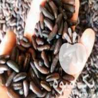 فروش 10 تن هسته خرما در سوران در گروه خرید فروش عمده خرما - کبکاب تازه زاهدی خشک خارک در یکمیوه