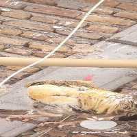 فروش مرغ و خروس لاری در کرمانشاه در گروه مرغ و خروس و بوقلمون و اردک قو قاز در یکمیوه