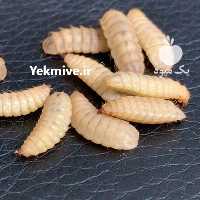 فروش واحد پرورش شترمرغ 200 راسی در تهران در گروه واحد تولیدی - کشاورزی فرآوری بسته بندی کارتن تعاونی در یکمیوه