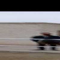 فروش اسب مادیان عرب یکسر با کره در کرج در گروه اسب و الاغ خر و فروش قاطر- ترکمن عربی سفید نر و ماده در یکمیوه