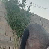 فروش اسب مادیون با برگه کشش در تهران در گروه اسب و الاغ خر و فروش قاطر- ترکمن عربی سفید نر و ماده در یکمیوه