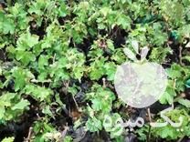 فروش تولید و توزیع کننده بزرگ نهال انگور و پالونیا در تهران در گروه خرید فروش نهال - انواع گردو پسته بادام سلطانی انگور در یکمیوه -عکس1