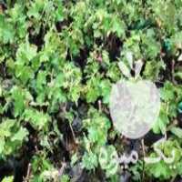 فروش تولید و توزیع کننده بزرگ نهال انگور و پالونیا در تهران در گروه خرید فروش نهال - انواع گردو پسته بادام سلطانی انگور در یکمیوه