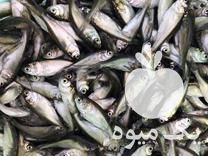 فروش بچه ماهی گرمابی ارسال تمام ایران در مهاباد در گروه انواع ماهی - سالمون شیر کپور قرمز شوریده سفید گوپی مرکب در یکمیوه -عکس1