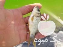 فروش عمده بچه ماهی گرمابی و غذای ماهی ارسال تمام ایران در مشهد در گروه انواع ماهی - سالمون شیر کپور قرمز شوریده سفید گوپی مرکب در یکمیوه -عکس1