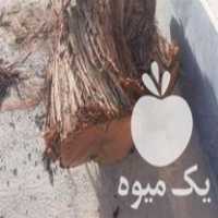 و خرید انواع چوب در سرایان در گروه خرید فروش عمده چوب- زغال چوب گردو تبریزی خام در یکمیوه